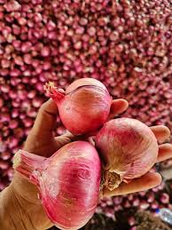 Pink onion